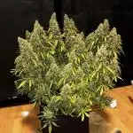 1.0 Sticky Orange XXL Auto 1P1T LST