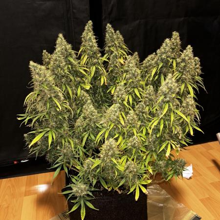 1.0 Sticky Orange XXL Auto 1P1T LST
