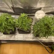 🦍🍪Gorilla Cookies FF# Phenohunt