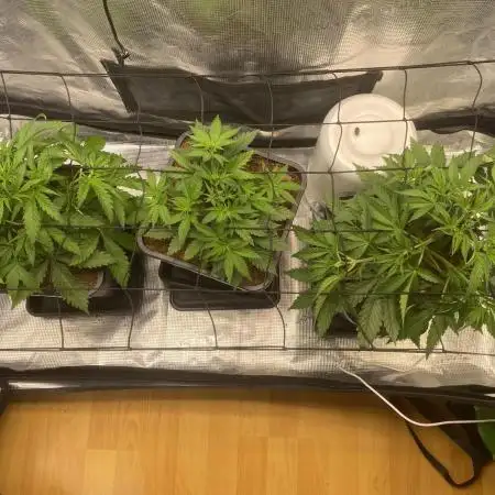 🦍🍪Gorilla Cookies FF# Phenohunt