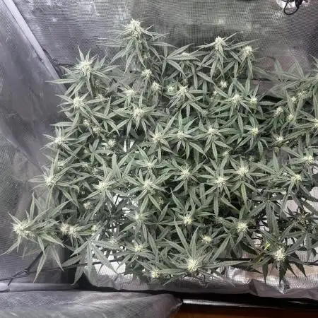 2.0 Sticky orange xxl Auto Sensi Seeds