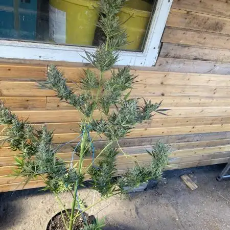 Afghan Kush Auto Outdoor Flower