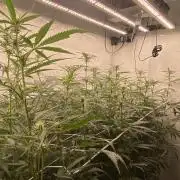 Gorilla coockies Pheno winner run