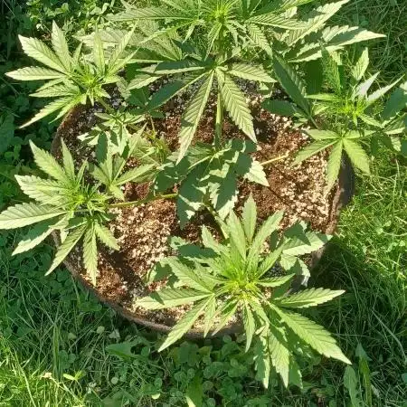 ZERBERT Auto Outdoor