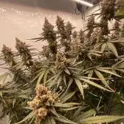 Khalifa Mints S1 Cut