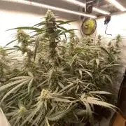 Gorilla coockies Pheno winner run