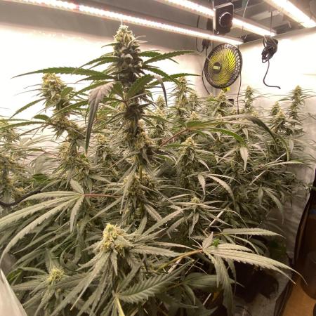 Gorilla coockies Pheno winner run