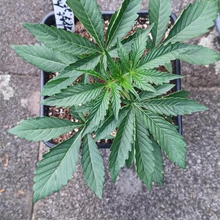 ZERBERT Auto Outdoor