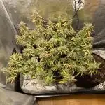 2.0 Sticky orange xxl Auto Sensi Seeds