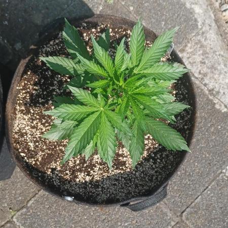 Biscotti#33 Outdoor