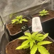 🦍🍪Gorilla Cookies FF Fast buds 420