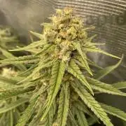 🦍🍪Gorilla Cookies FF# Phenohunt