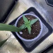 Sticky orange xxl Auto Outdoor