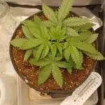 Lemon Cherry Cookies Auto FB