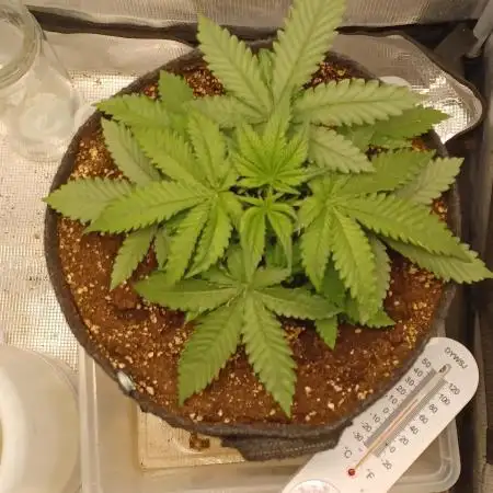 Lemon Cherry Cookies Auto FB
