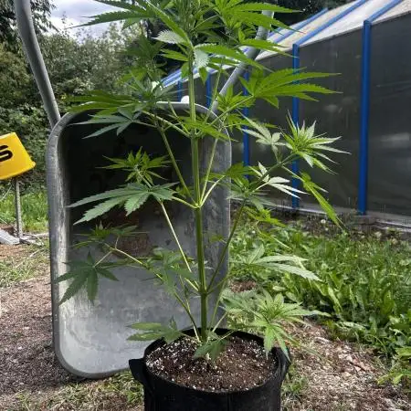 Afghan Kush Auto Outdoor Flower