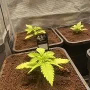 🦍🍪Gorilla Cookies FF Fast buds 420