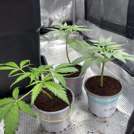 🦍🍪GorillaCookiesFF# Backup cut