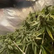 Grape Gas S1 2.0