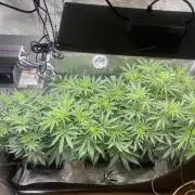 🦍🍪Gorilla Cookies FF# Phenohunt