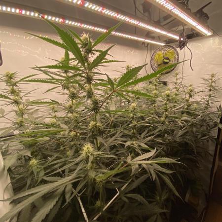 Gorilla coockies Pheno winner run