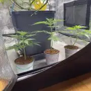 🦍🍪GorillaCookiesFF# Backup cut