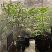 Grape Gas S1 2.0