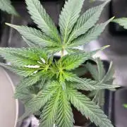 Khalifa Mints S1 Cut