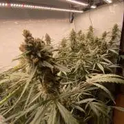 Gorilla coockies Pheno winner run