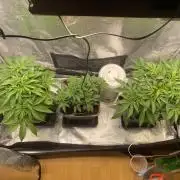 🦍🍪Gorilla Cookies FF# Phenohunt