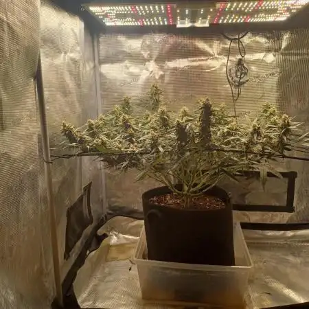 2.0 Sticky orange xxl Auto Sensi Seeds