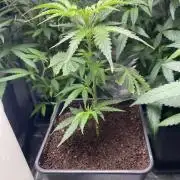 Khalifa Mints S1 Cut