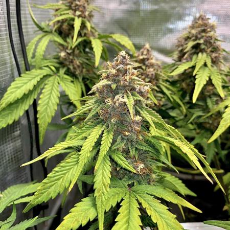 Lemon Cherry Cookies Auto FB