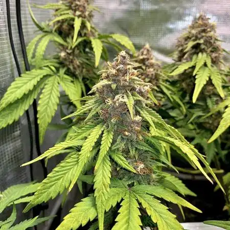 Lemon Cherry Cookies Auto FB