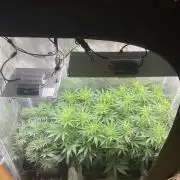 🦍🍪Gorilla Cookies FF# Phenohunt