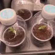 🦍🍪Gorilla Cookies FF Fast buds 420