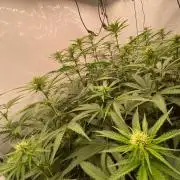 Khalifa Mints S1 Cut