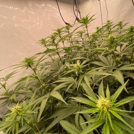 Khalifa Mints S1 Cut