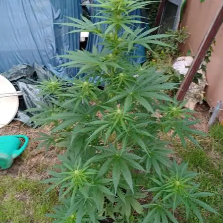 Afghan Kush Auto Outdoor Flower