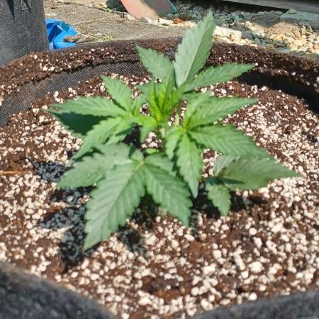 Stick Mango Auto Outdoor