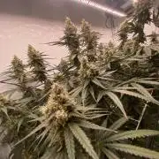 Khalifa Mints S1 Cut