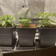 🦍🍪Gorilla Cookies FF# Phenohunt