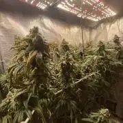 Grape Gas S1