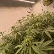 Khalifa Mints S1 Cut