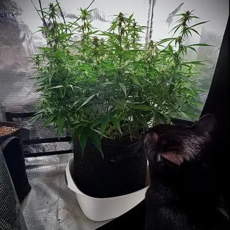 1.0 Sticky Orange XXL Auto 1P1T LST