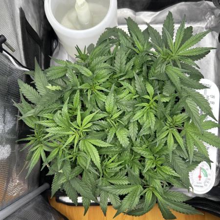 1.0 Pound Cake Auto Fast Buds LST