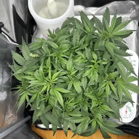 1.0 Pound Cake Auto Fast Buds LST
