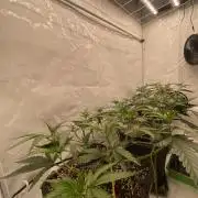 Khalifa Mints S1 Cut