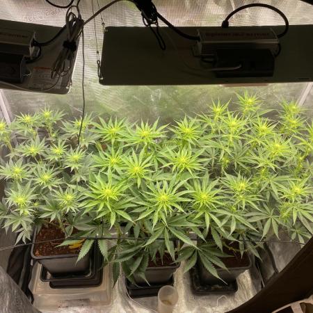 🦍🍪Gorilla Cookies FF# Phenohunt