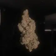 Grape Gas S1 2.0